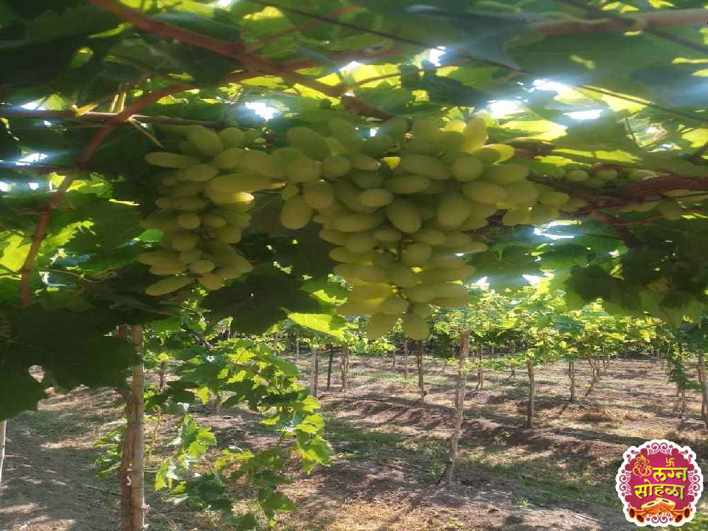 Nashik Trading Company 